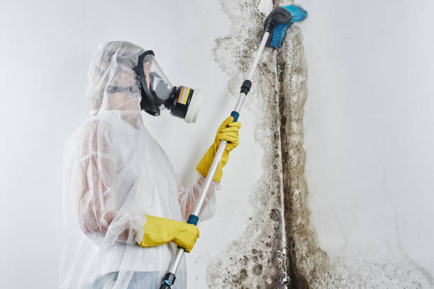 Best Residential Mold Removal  in Highland City, FL