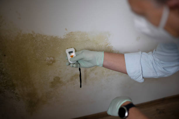 Best Black Mold Removal  in Highland City, FL