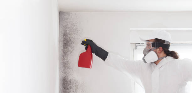 Best Residential Mold Removal  in Highland City, FL