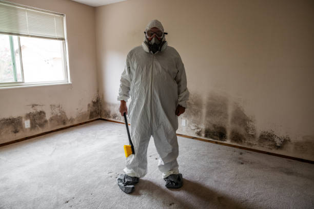 Best Mold Damage Repair  in Highland City, FL