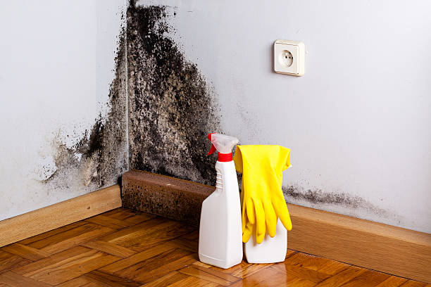 Best Emergency Mold Removal  in Highland City, FL